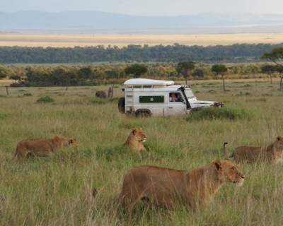 On Safari in the Masai Mara, Kenya- Park vs. Conservancy
