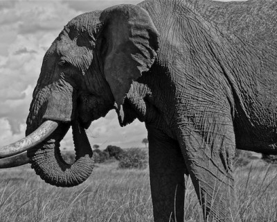The Mara Elephant Project (MEP) & Wildlife Education, Masai Mara, Kenya.