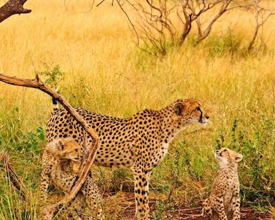 Going Beyond: Land, Animals & People