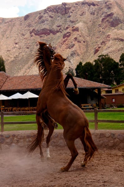 Peru Adventure Horses