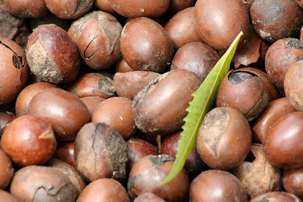 Shea nuts, a source of income for many Goshie locals