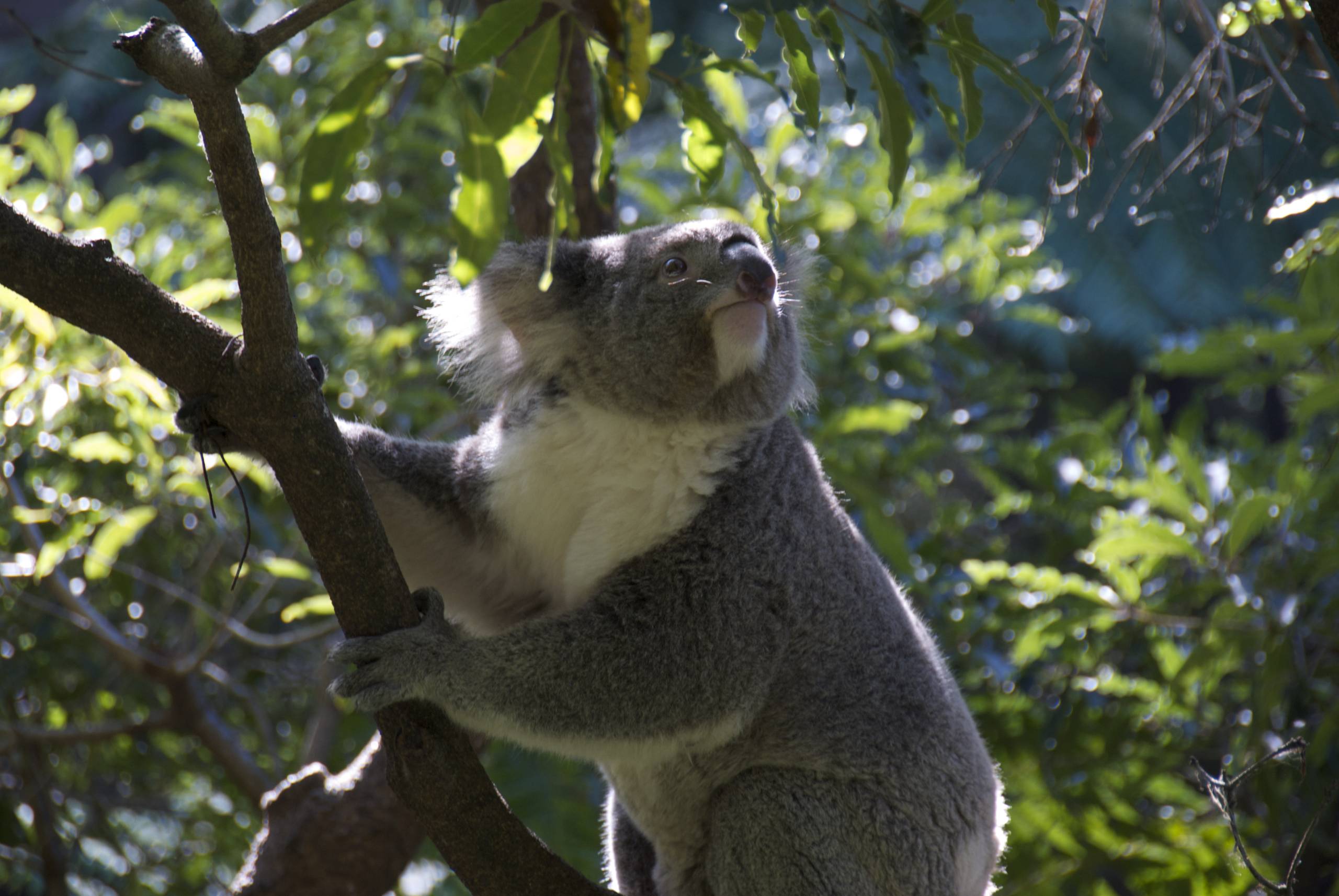 An Australian native, a Koala at the zoo