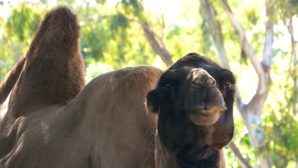 A midweek visit to the zoo for humpday?