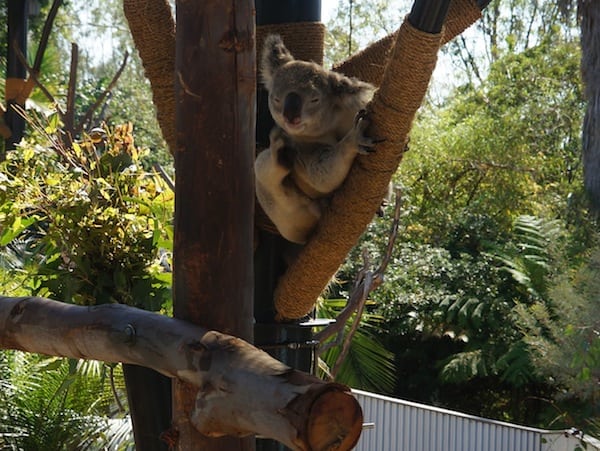 Koalafornia Exhibit at the San Diego Zoo.