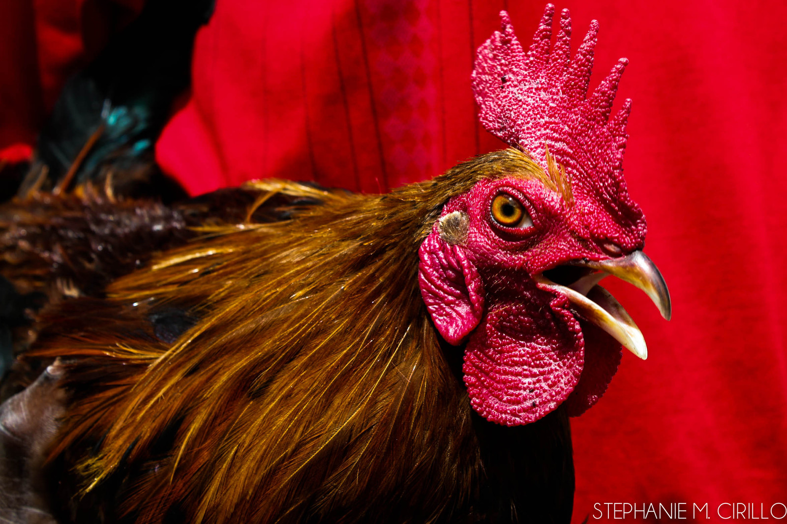 Much more effective than including the environment around the rooster. Look at the texture of its feathers and face!
