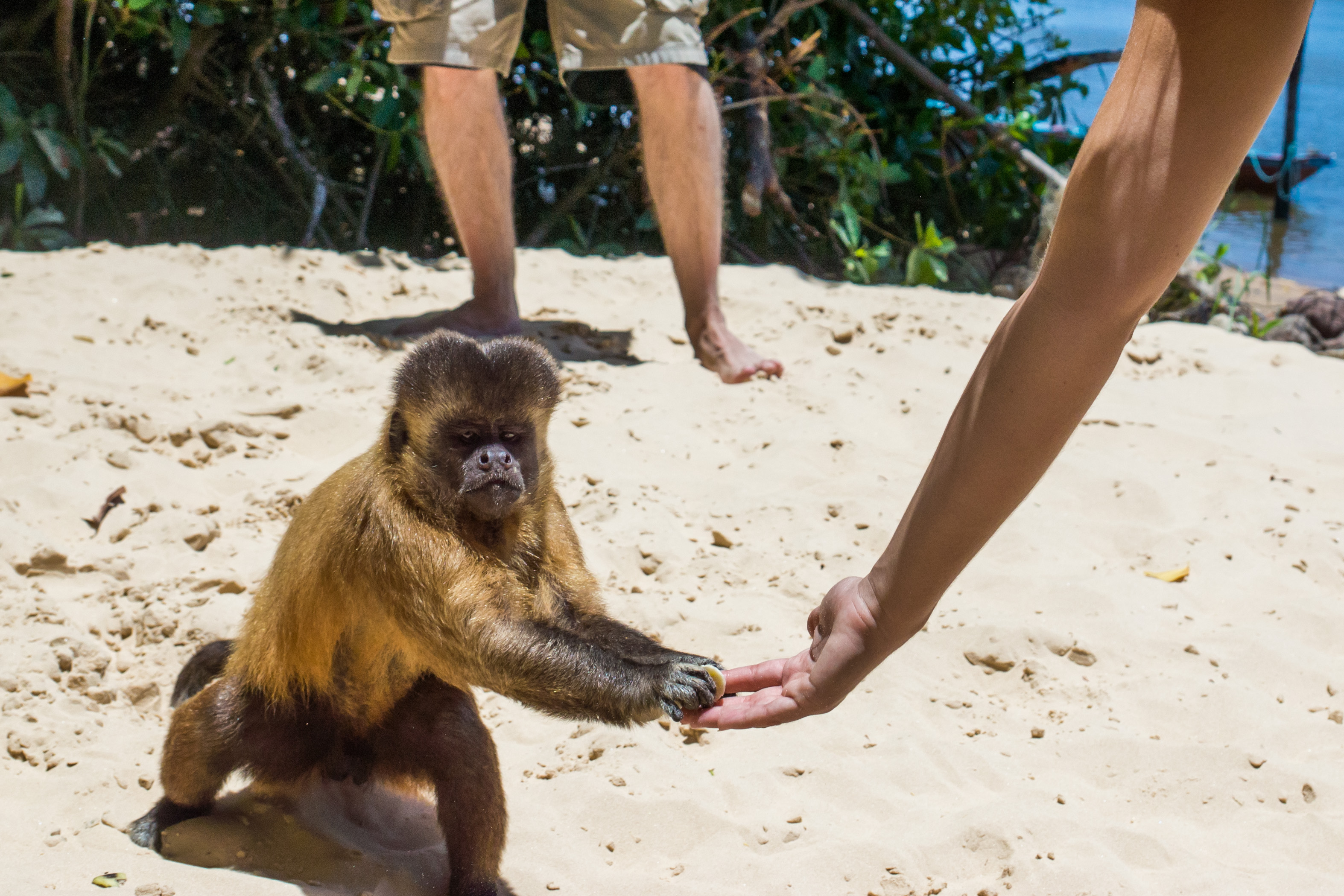 Nikki Pepper. Alpha monkey, ready for his close up-  Maranhão Brazil