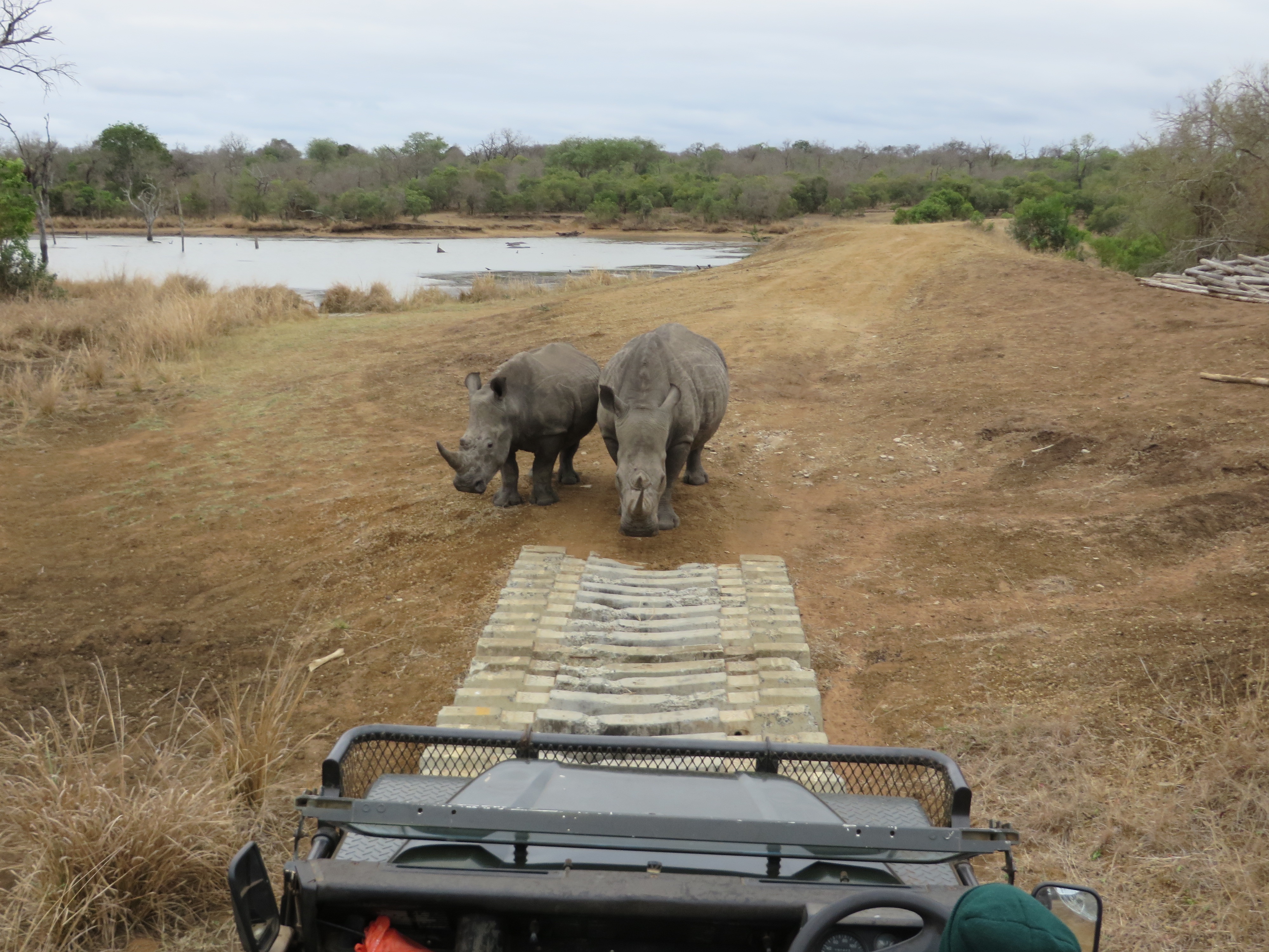 Rhino sighting while on safari.