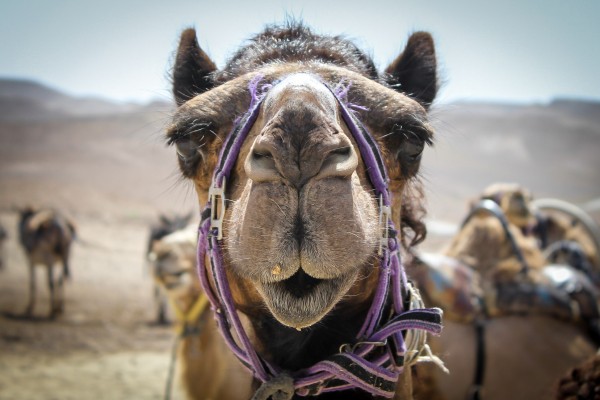 Camel Israel Birthright StephCirillo