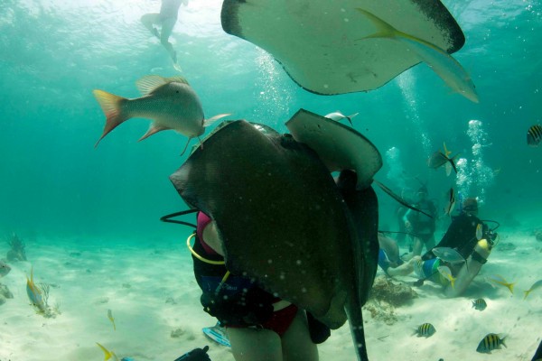 Stingray scuba diving Grand Cayman Island water