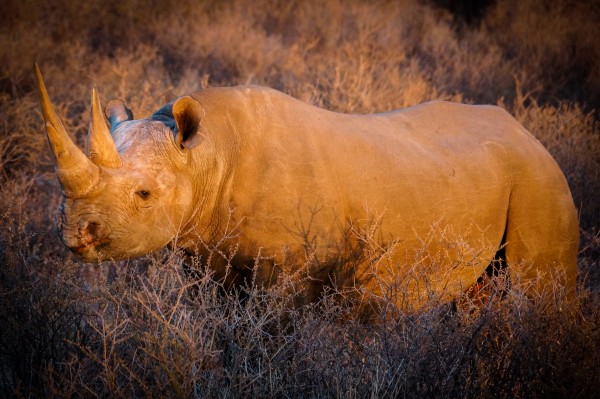 Safari Namibia Africa Rhino Poaching