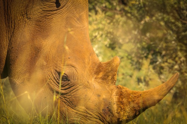 Safari Kenya Africa Rhino Poaching