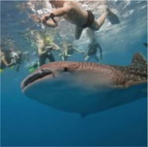 whale sharks swim mexico