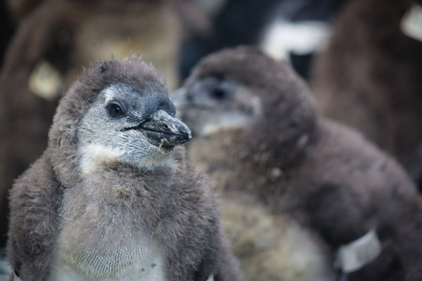 African Penguin Cape Town South Africa SANCCOB