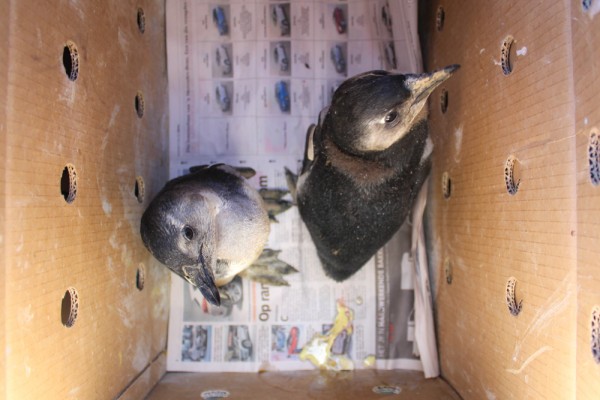 African Penguin Cape Town South Africa SANCCOB