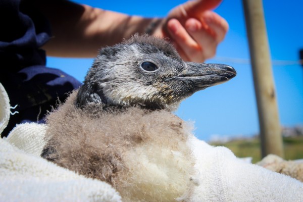 African Penguin Cape Town South Africa SANCCOB