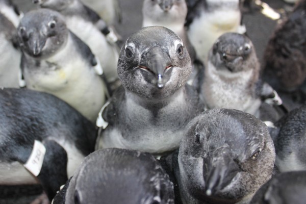 African Penguin Cape Town South Africa SANCCOB