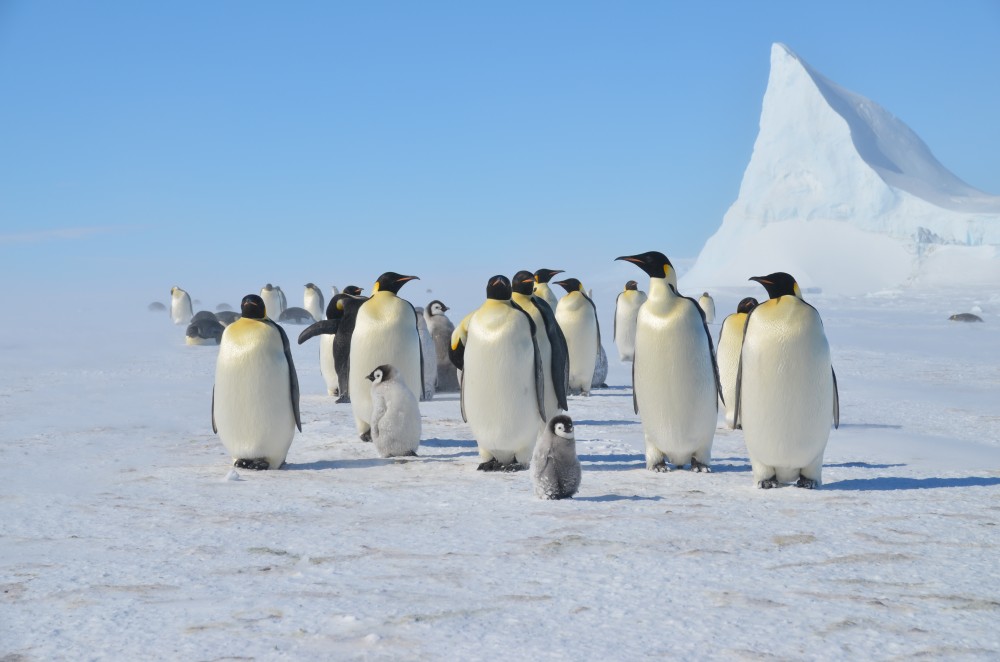 Lee Abbamonte Emperor Penguins Antarctica