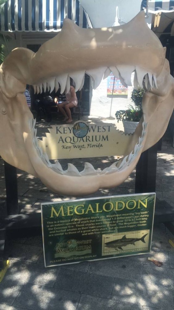 megladon jaws shark florida key west aquarium